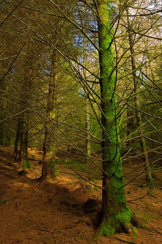 Forest above Crafnant