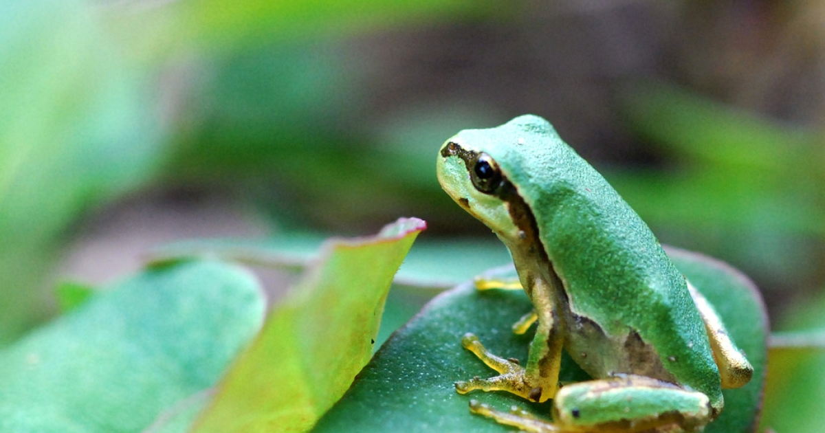 Netflix Academy: The best streaming videos on frogs and other 