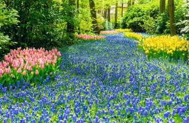 Abundant flowers