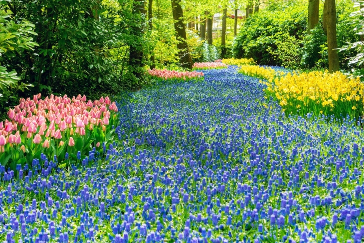 Abundant flowers